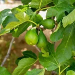 Li Fichi Alezio/gallipoli Frühstückspension 4*